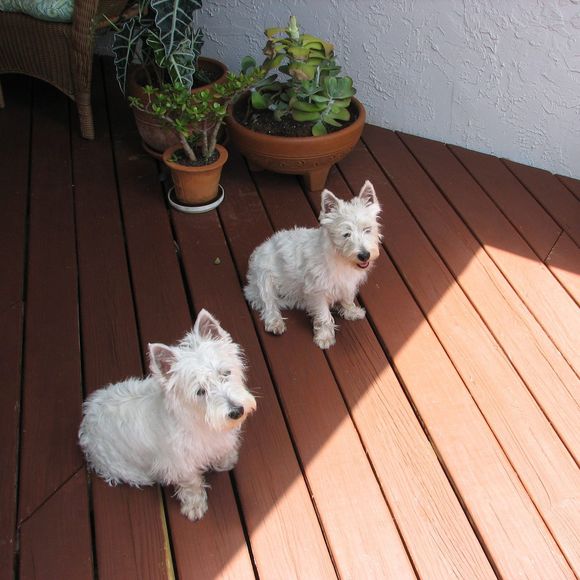 Meet your Posher, Cosmo-cloud - Picture 1 of 1